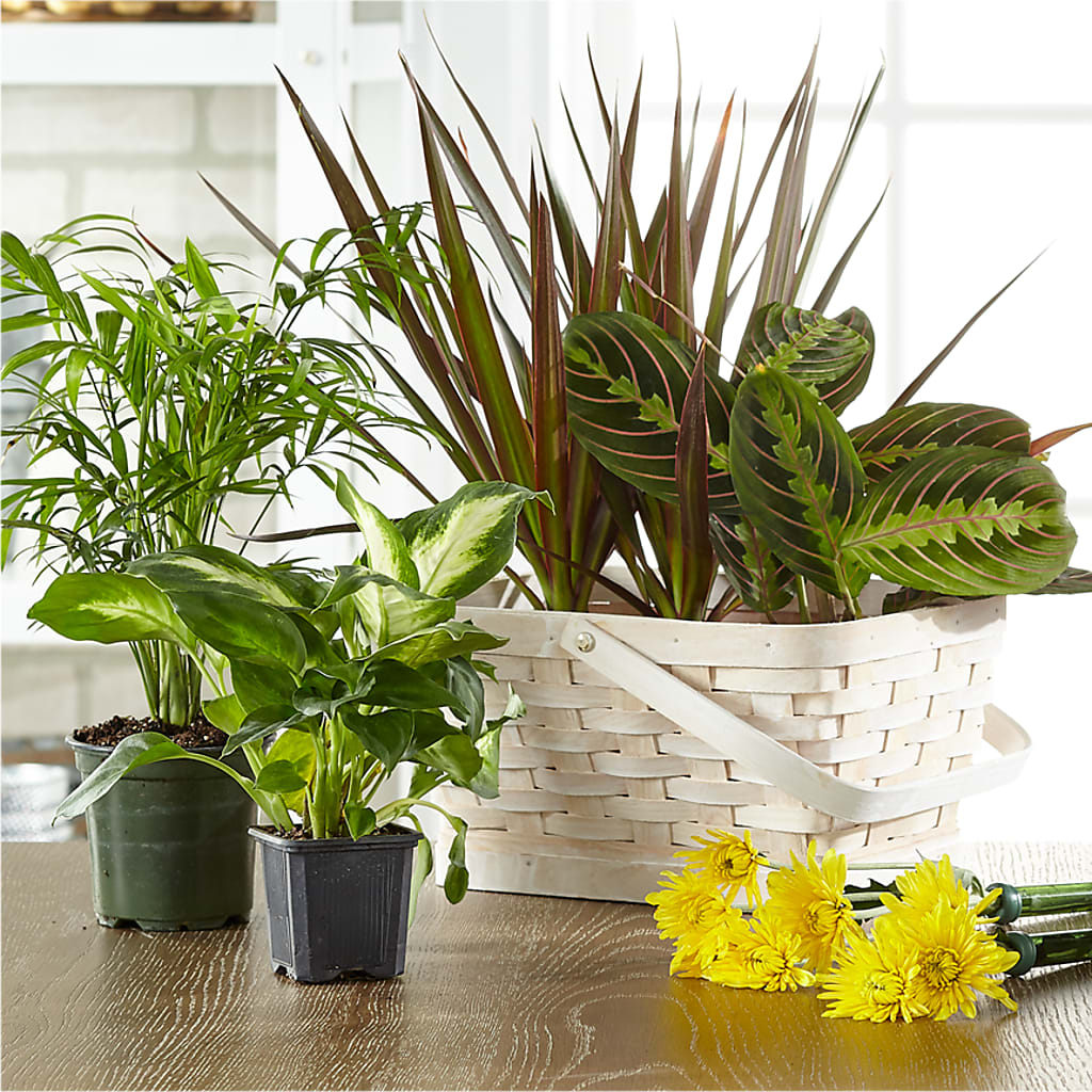 Florist Designed Blooming and Green Plants in a Basket – Blossoms In Studio Of Flowers, Forest MS
