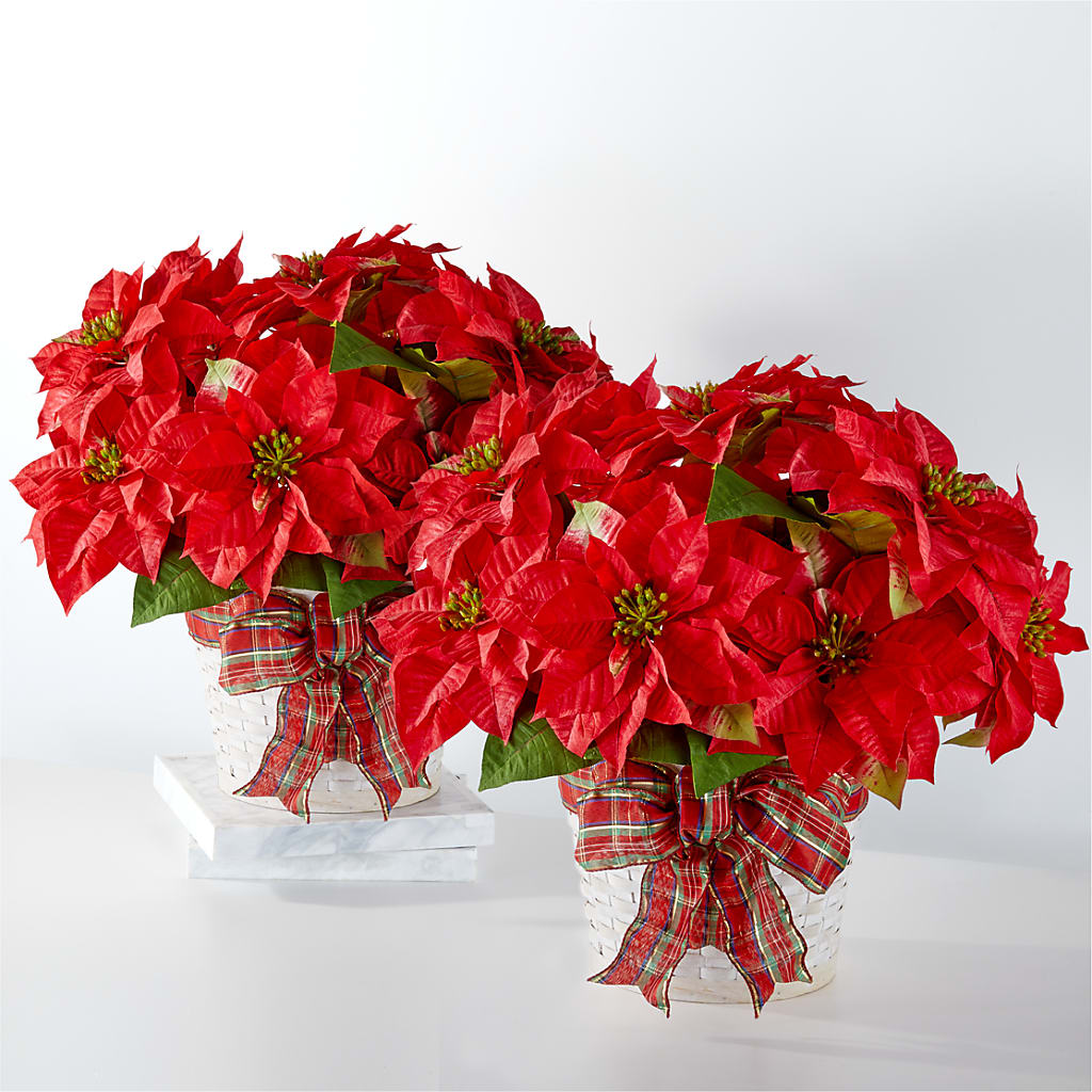 Happiest Holidays Poinsettia Bundle – Blossoms In Studio Of Flowers, Forest MS