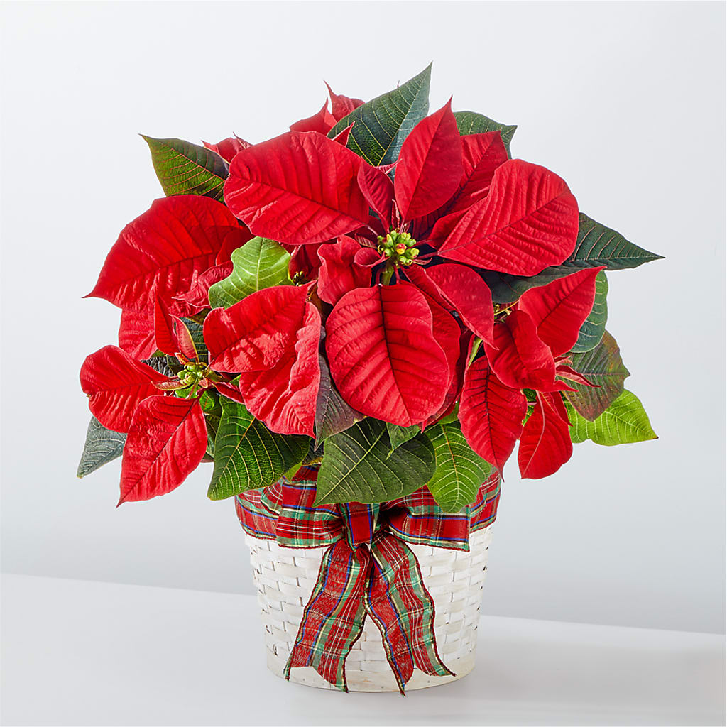 Happiest Holidays Poinsettia – Blossoms In Studio Of Flowers, Forest MS