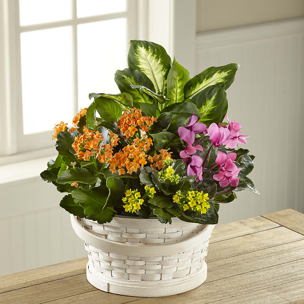 Color Crush Dishgarden – Blossoms In Studio Of Flowers, Forest MS