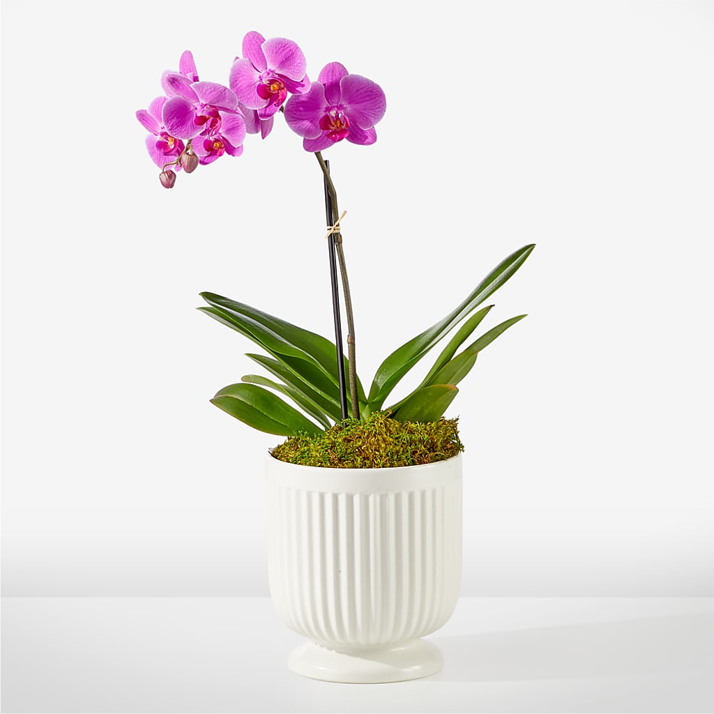 Friendly Fuchsia Orchid – Blossoms In Studio Of Flowers, Forest MS