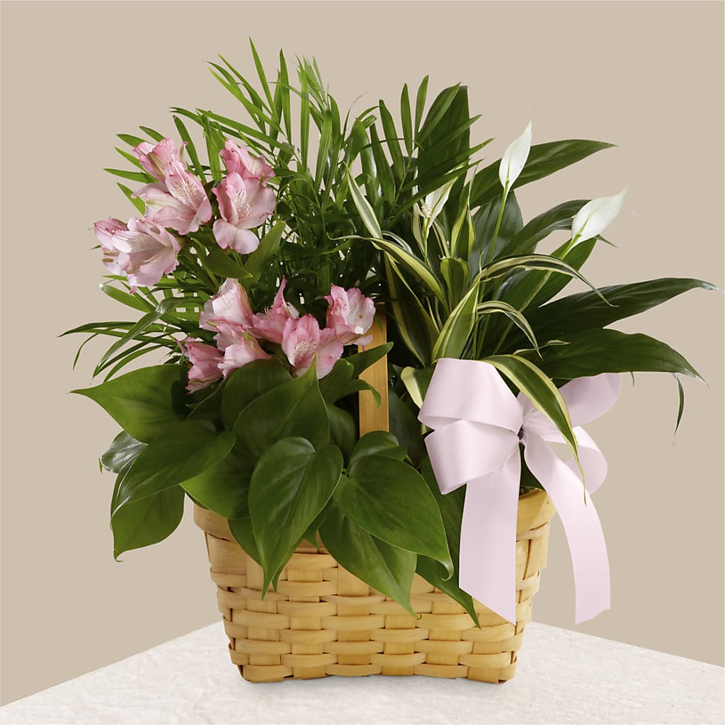 Living Spirit Dishgarden – Blossoms In Studio Of Flowers, Forest MS