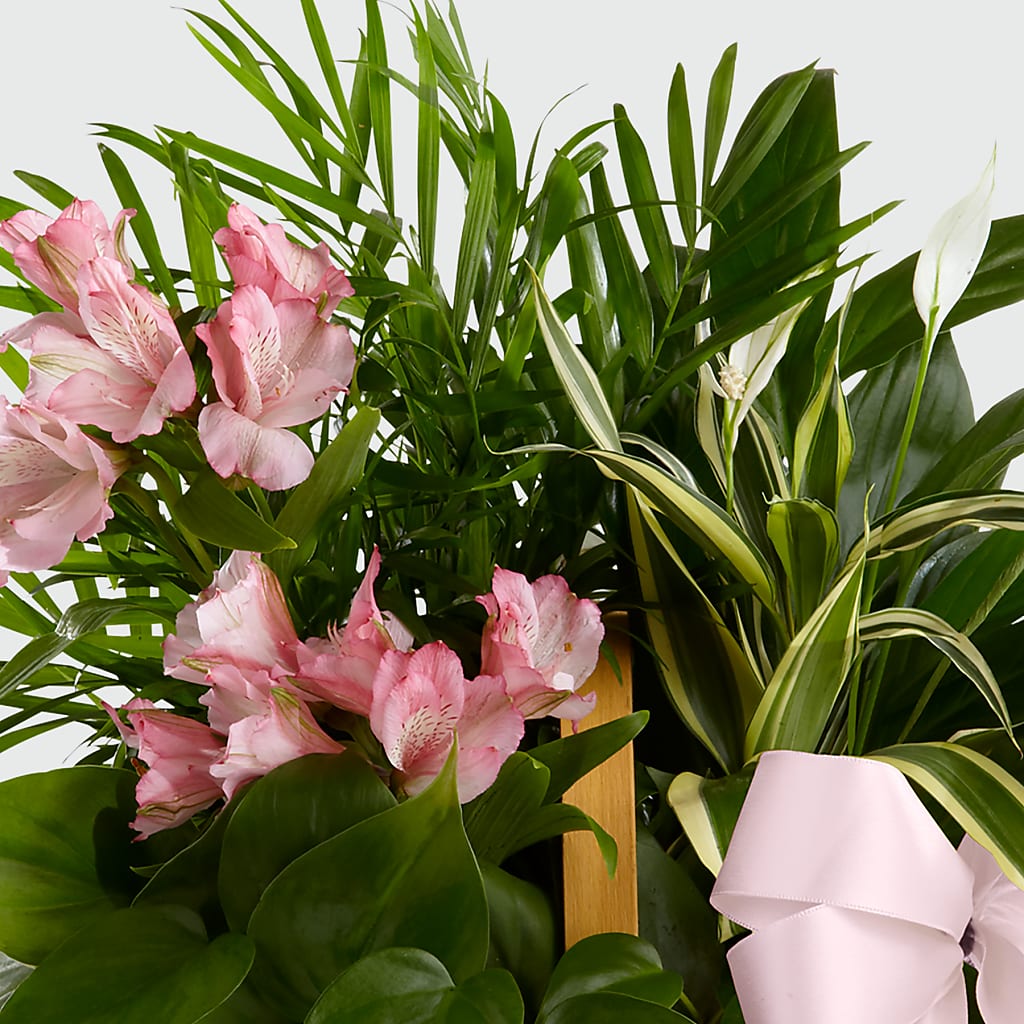 Living Spirit Dishgarden – Blossoms In Studio Of Flowers, Forest MS