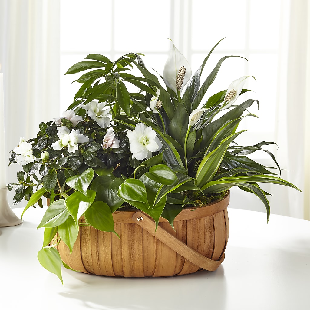 Serene Dishgarden – Blossoms In Studio Of Flowers, Forest MS