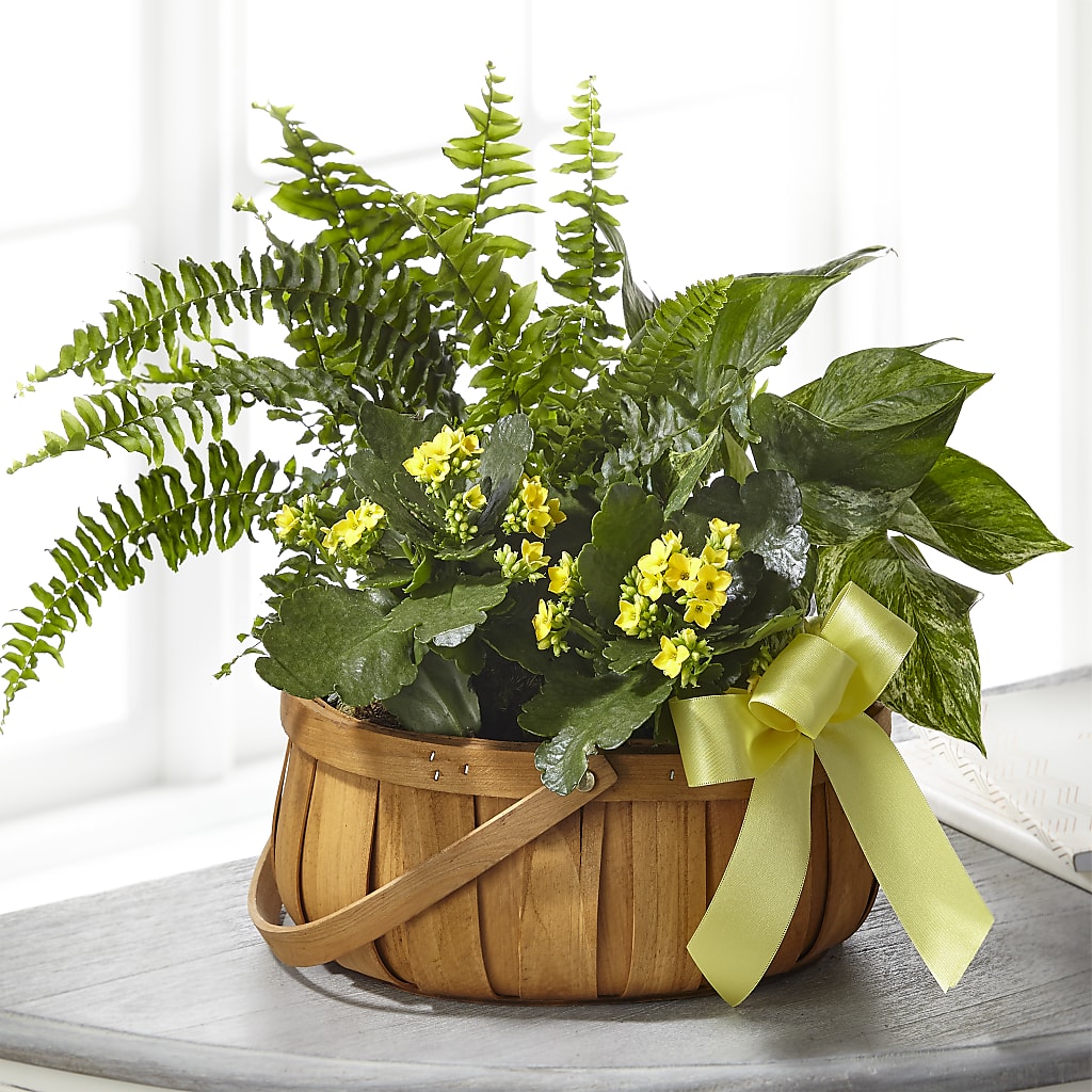 Always Dear Dishgarden – Blossoms In Studio Of Flowers, Forest MS