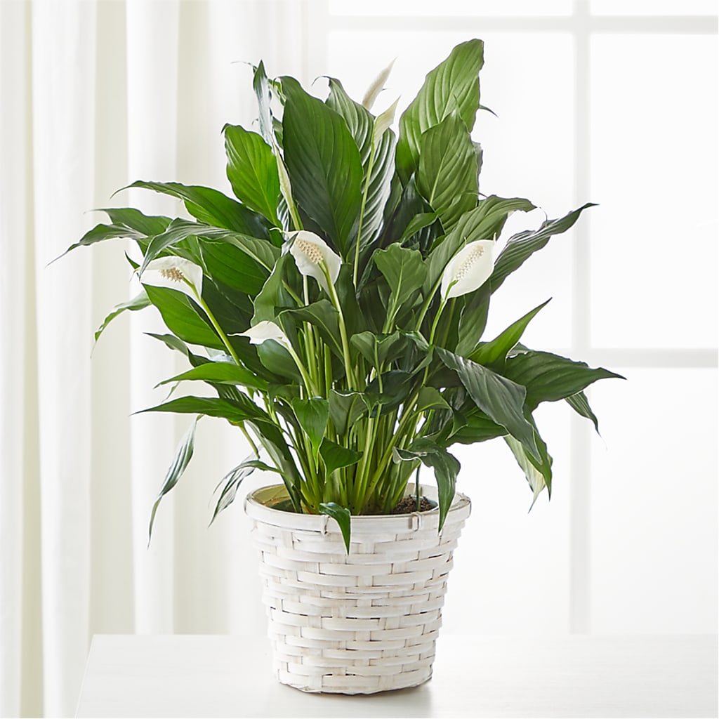 A New Leaf Peace Lily – Blossoms In Studio Of Flowers, Forest MS