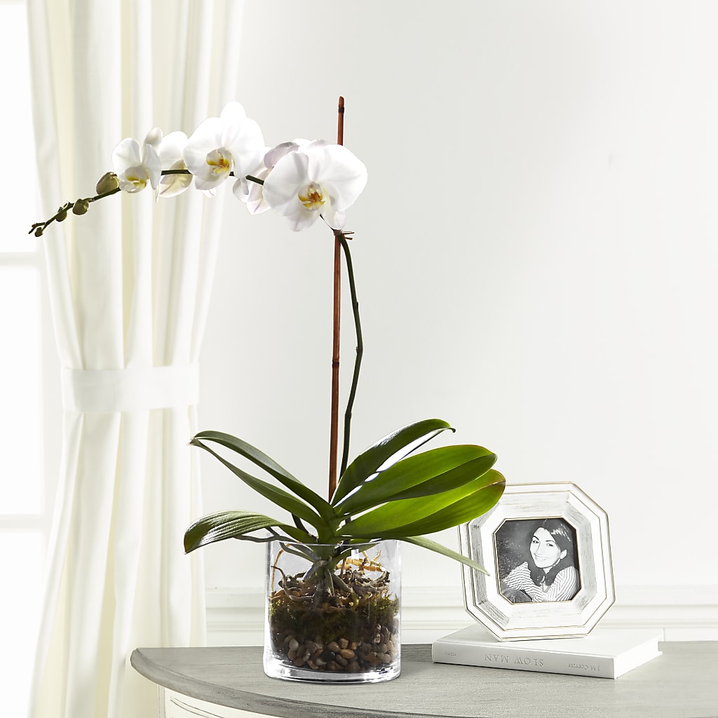 White Orchid Planter – Blossoms In Studio Of Flowers, Forest MS
