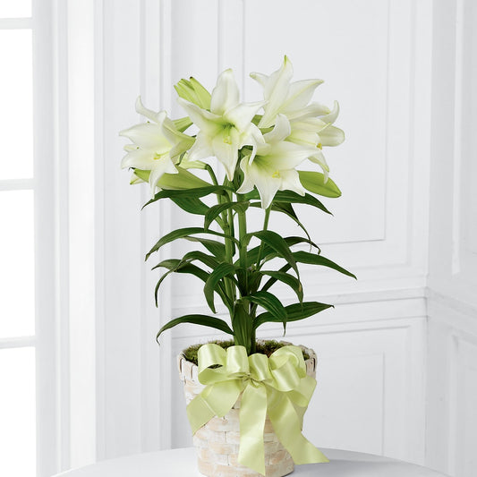 Easter Lily Plant –  Blossoms In Studio Of Flowers, Forest MS