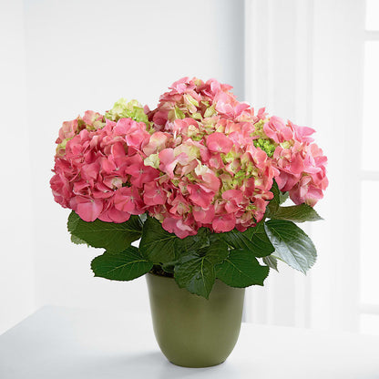 Pink Hydrangea Planter –  Blossoms In Studio Of Flowers, Forest MS