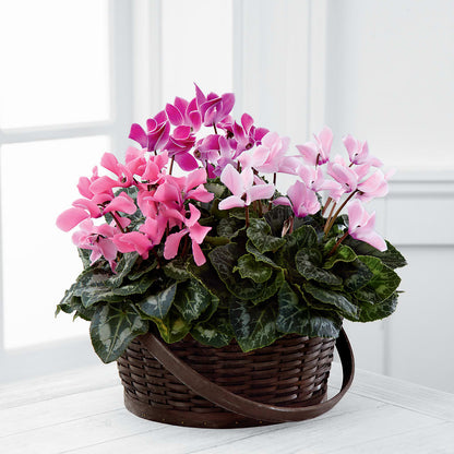 Mixed Cyclamen Planter –  Blossoms In Studio Of Flowers, Forest MS