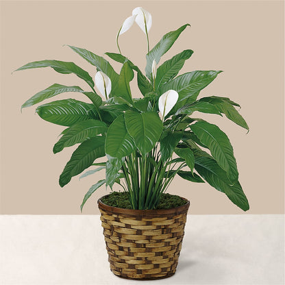Tranquil Moments Peace Lily Plant –  Blossoms In Studio Of Flowers, Forest MS
