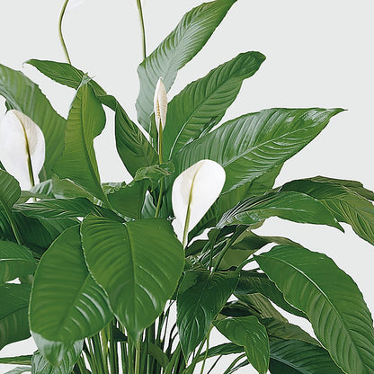 Tranquil Moments Peace Lily Plant –  Blossoms In Studio Of Flowers, Forest MS