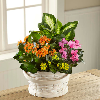 Color Crush Dishgarden –  Blossoms In Studio Of Flowers, Forest MS