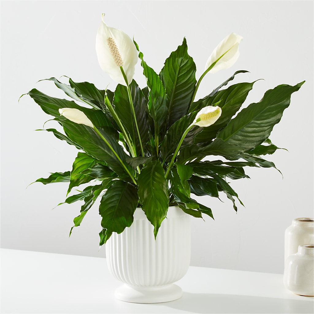 Comfort Planter –  Blossoms In Studio Of Flowers, Forest MS