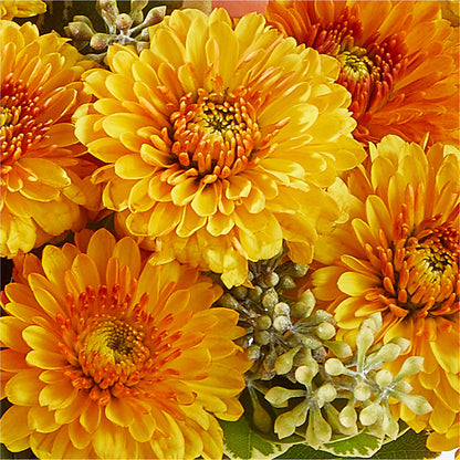 Peachy Pumpkin –  Blossoms In Studio Of Flowers, Forest MS