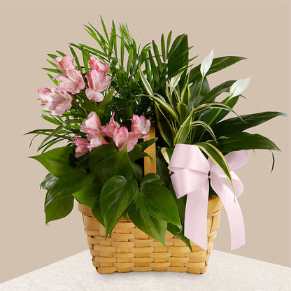 Living Spirit Dishgarden –  Blossoms In Studio Of Flowers, Forest MS