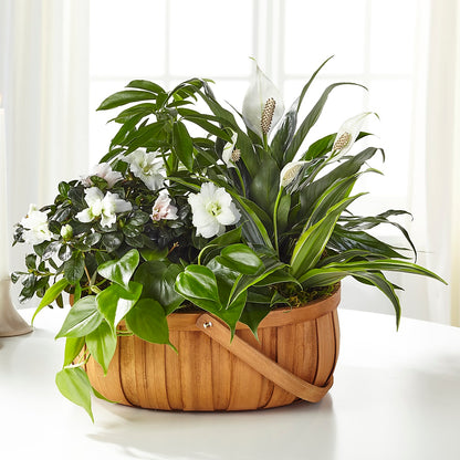 Serene Dishgarden –  Blossoms In Studio Of Flowers, Forest MS