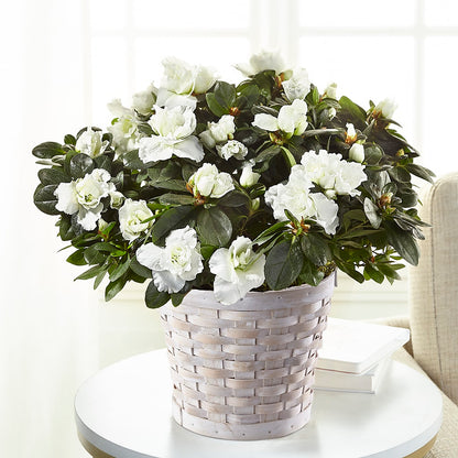 White Azalea Plant –  Blossoms In Studio Of Flowers, Forest MS