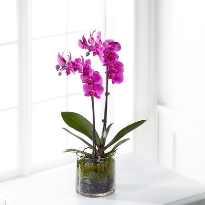 Pink Orchid Plant –  Blossoms In Studio Of Flowers, Forest MS