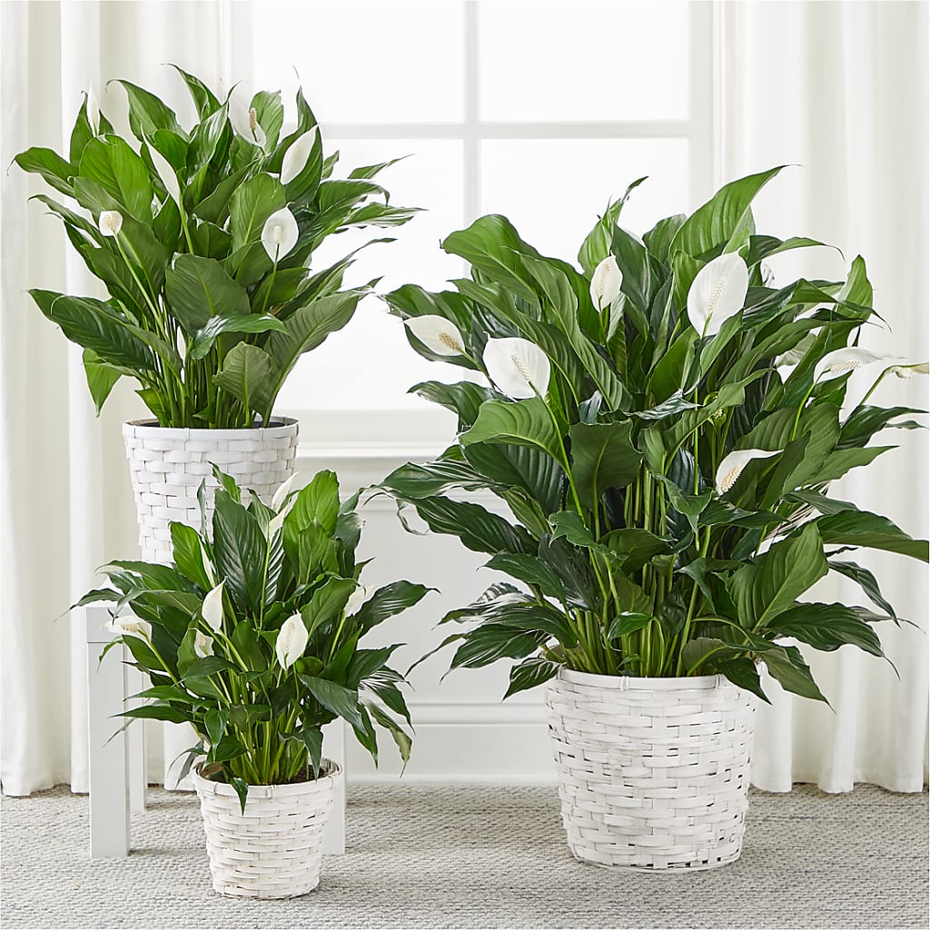 A New Leaf Peace Lily –  Blossoms In Studio Of Flowers, Forest MS