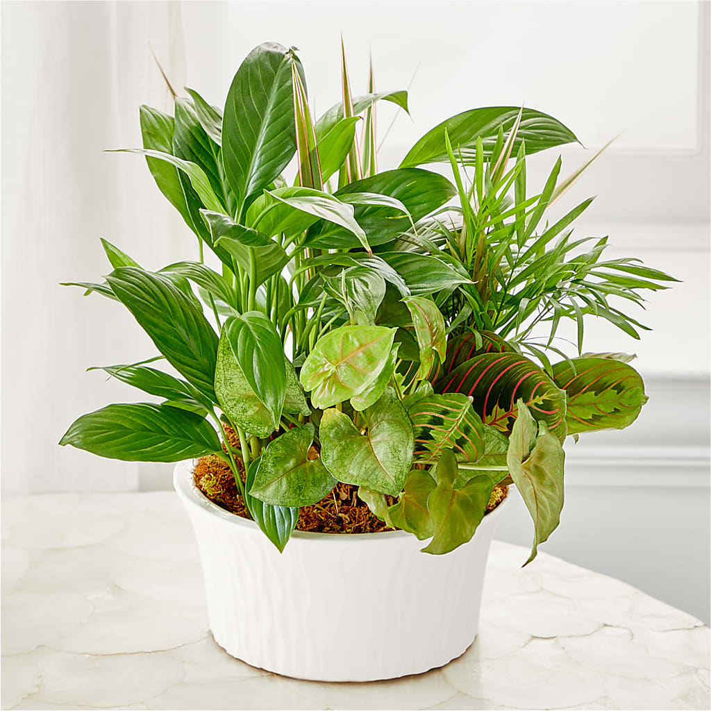Balance & Harmony Dishgarden –  Blossoms In Studio Of Flowers, Forest MS