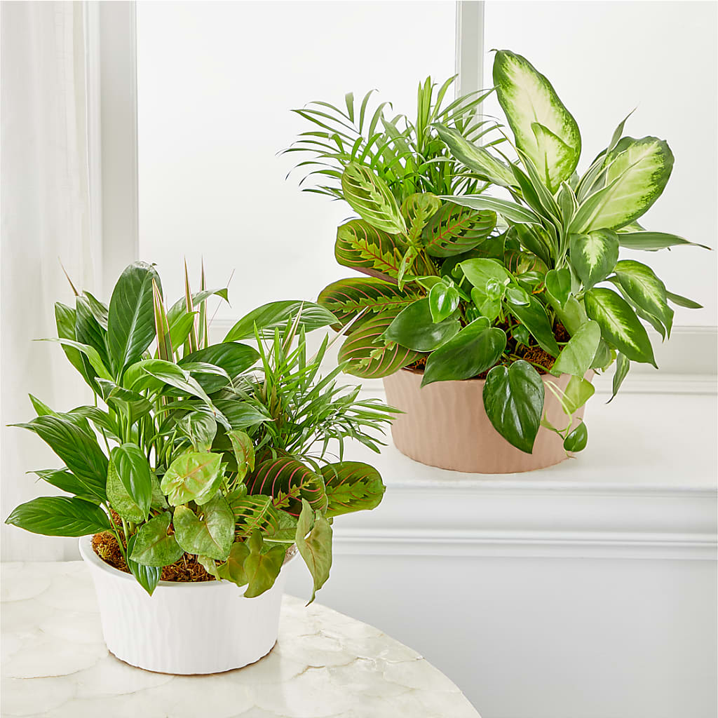 Balance & Harmony Dishgarden –  Blossoms In Studio Of Flowers, Forest MS
