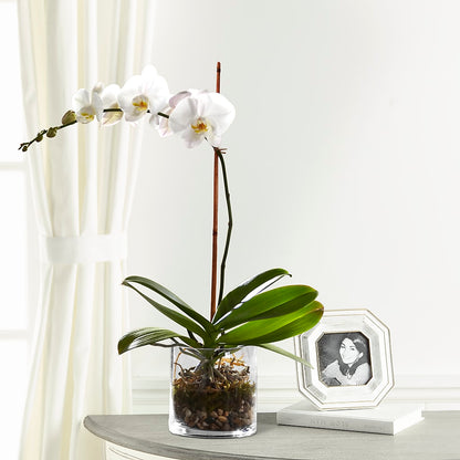 White Orchid Planter –  Blossoms In Studio Of Flowers, Forest MS