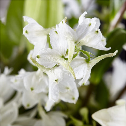 Classic Ivory – A Florist Original –  Blossoms In Studio Of Flowers, Forest MS